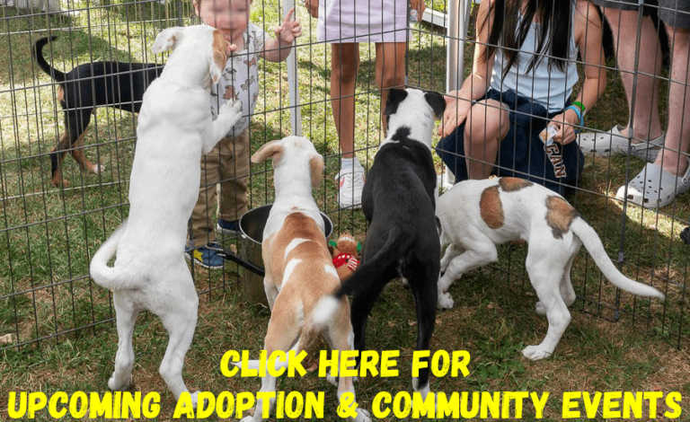Puppies1