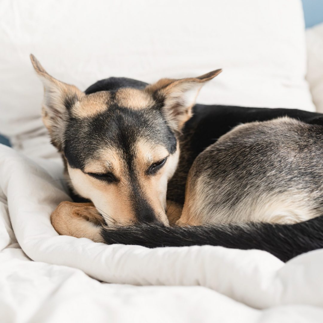 Cute black mixed breed dog sleeping on white bed